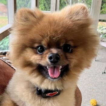 Teddy Bear -  Pomeranian Dog for Adoption in Pontiac, Illinois - Teddy Bear | PetCurious