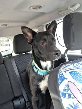 German Shepherd Dog and Black Labrador Retriever Dogs Available for Adoption in Mico, Texas - Dusty | PetCurious