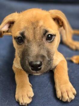 Coral -  Terrier Dog for Adoption in Valley Park, Oklahoma - Coral | PetCurious