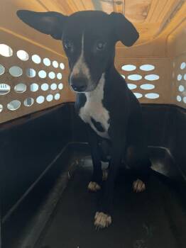 Rat Terrier and Italian Greyhound Dogs Available for Adoption in Newnan, Georgia - Jax | PetCurious