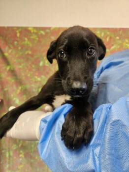 Proscuitto -  Labrador Retriever and Mixed Breed Dog for Adoption in San Antonio, Texas - Proscuitto | PetCurious