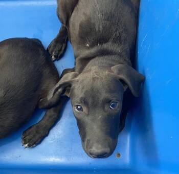 SABER -  Mixed Breed Dog for Adoption in Dallas, Texas - SABER | PetCurious