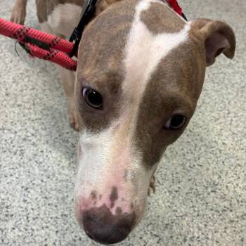 Kathy -  Mixed Breed Dog for Adoption in Oak Park, Illinois - Kathy | PetCurious