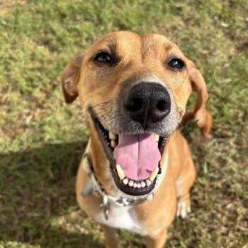 Izzy -  Mixed Breed Dog for Adoption in Atlanta, Georgia - Izzy | PetCurious