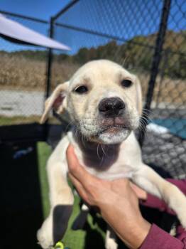 Guava -  Golden Retriever Dog for Adoption in Richmond, Kentucky - Guava | PetCurious