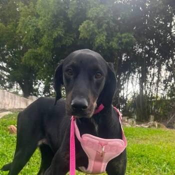 Olivia -  Hound Dog for Adoption in Albion, New York - Olivia | PetCurious