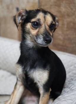 Ross (aka Roscoe) -  Chihuahua and Dachshund Dog for Adoption in Washington, District Of Columbia - Ross (aka Roscoe) | PetCurious