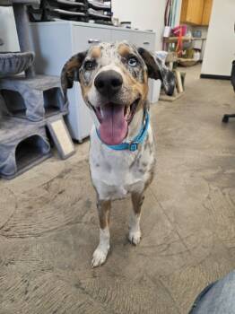 Catahoula Leopard Dog Dogs Available for Adoption in Roosevelt, Utah - Maple | PetCurious