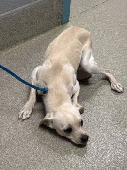 Rescue Chihuahua and Mixed Breed Dogs for Adoption in Las Vegas, Nevada - NUTMEG | PetCurious
