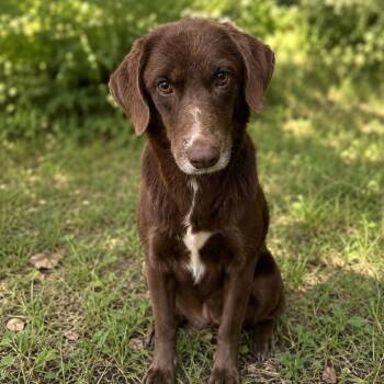 Bretta -  Mixed Breed Dog for Adoption in Corbin, Kentucky - Bretta | PetCurious