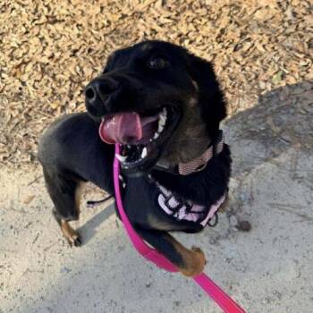 Labrador Retriever Dogs Available for Adoption - Sasha | PetCurious