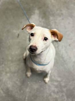 Reba -  Labrador Retriever and Mixed Breed Dog for Adoption in Bowling Green, Kentucky - Reba | PetCurious