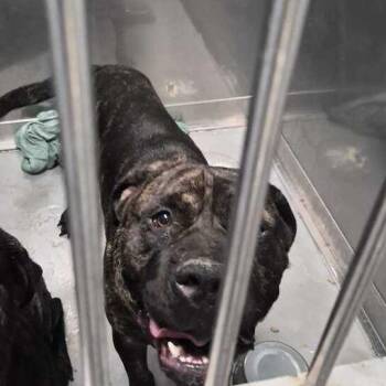 Leviticus -  Mixed Breed Dog for Adoption in Davenport, Iowa - Leviticus | PetCurious