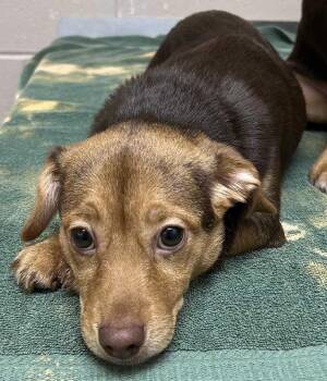 Chihuahua Dogs Available for Adoption in Aurora, Illinois - Lydia | PetCurious