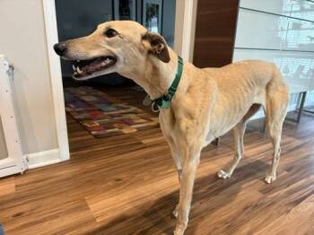 Greyhound Dogs Available for Adoption - Jane | PetCurious