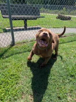 STAR -  Pit Bull Terrier Dog for Adoption in Texas City, Texas - STAR | PetCurious