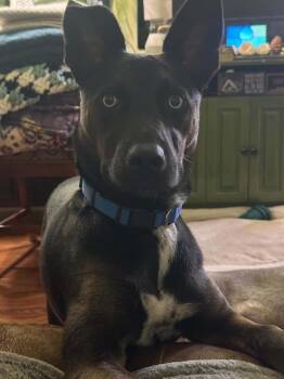 Rumi (Remi) -  German Shepherd Dog and Husky Dog for Adoption in Harrison City, Pennsylvania - Rumi (Remi) | PetCurious