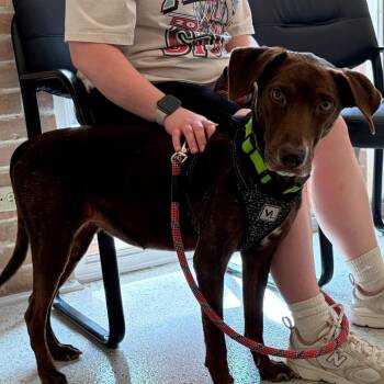 Coco -  Chocolate Labrador Retriever Dog for Adoption in San Antonio, Texas - Coco | PetCurious