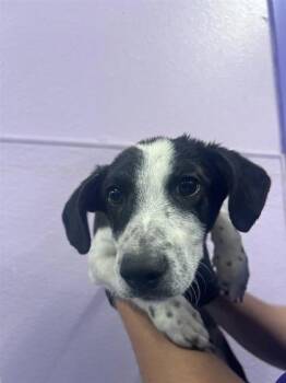 61246383 -  Mixed Breed Dog for Adoption in El Paso, Texas - 61246383 | PetCurious