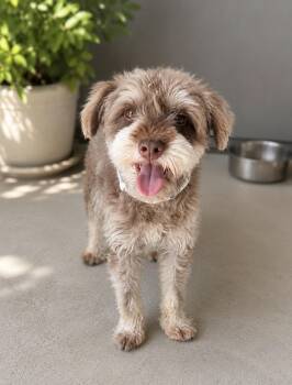 Reggie -  Poodle and Miniature Schnauzer Dog for Adoption in Corona, California - Reggie | PetCurious