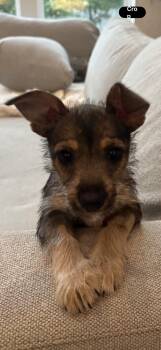 Laurel -  Terrier and Schnauzer Dog Available for Adoption in The Woodlands, Texas - Laurel | PetCurious