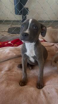 Raider -  Staffordshire Bull Terrier Dog for Adoption in Lodi, California - Raider | PetCurious