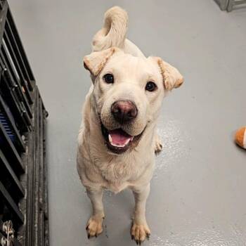 Truffle -  Mixed Breed Dog for Adoption in Allentown, Pennsylvania - Truffle | PetCurious