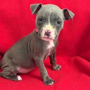 Missey -  Pit Bull Terrier and Mixed Breed Dog for Adoption in St. Peters, Missouri - Missey | PetCurious