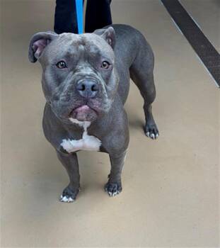 Pit Bull Terrier Dogs Available for Adoption in Chula Vista, California - GIGI | PetCurious