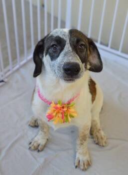 Flubnub -  Mixed Breed Dog for Adoption in Mckinney, Texas - Flubnub | PetCurious