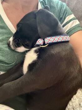 Macaroni -  Labrador Retriever and Foxhound Dog for Adoption in Greenlawn, New York - Macaroni | PetCurious
