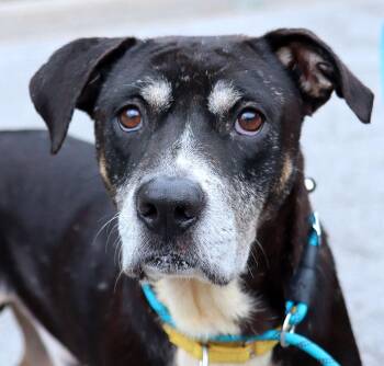 Gelato (AO37283) -  Rottweiler Dog for Adoption in Kansas City, Kansas - Gelato (AO37283) | PetCurious