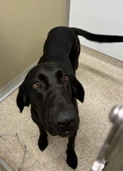 Nyla -  Mixed Breed Dog for Adoption in Lafayette, Indiana - Nyla | PetCurious