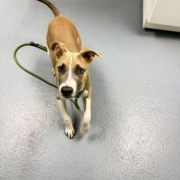 Sampson - 1 -  Pit Bull Terrier and Mixed Breed Dog for Adoption in Daytona Beach, Florida - Sampson - 1 | PetCurious