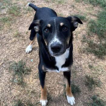 Billie Jean -  Border Collie and Mixed Breed Dog for Adoption in Hackett, Arkansas - Billie Jean | PetCurious