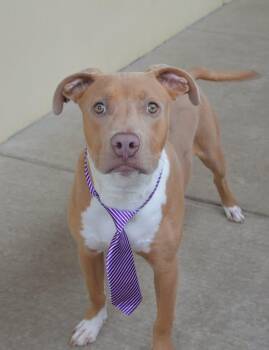 Huxley -  Pit Bull Terrier Dog for Adoption in Mckinney, Texas - Huxley | PetCurious