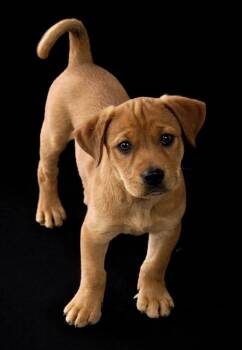 Poodle and German Shepherd Dog Dogs Available for Adoption - Safari | PetCurious