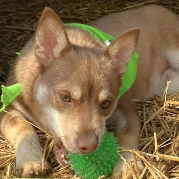 Terrier and Chihuahua Dogs Available for Adoption - Bobby | PetCurious