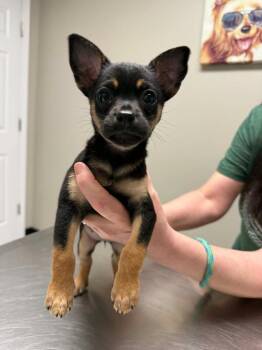 Chihuahua Dogs Available for Adoption in Waxhaw, North Carolina - Magnolia | PetCurious