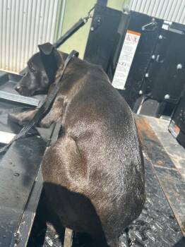 Lady Ursula -  Mixed Breed Dog Available for Adoption in Hobbs, New Mexico - Lady Ursula | PetCurious