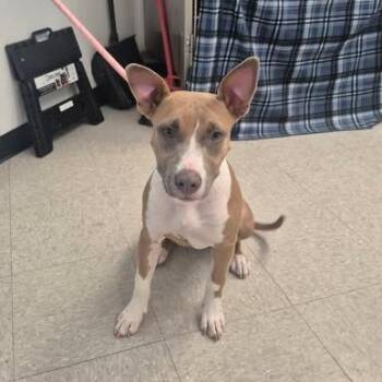 Muffin 26-08-130 -  Pit Bull Terrier Dog for Adoption in Bastrop, Texas - Muffin 26-08-130 | PetCurious