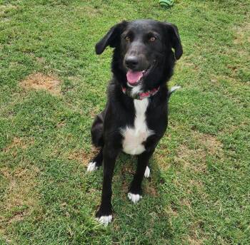 Ming -  Border Collie Dog for Adoption in Siloam Springs, Arkansas - Ming | PetCurious
