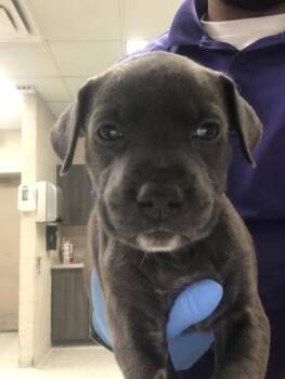 ROLLIE -  Pit Bull Terrier and Mixed Breed Dog for Adoption in Conroe, Texas - ROLLIE | PetCurious