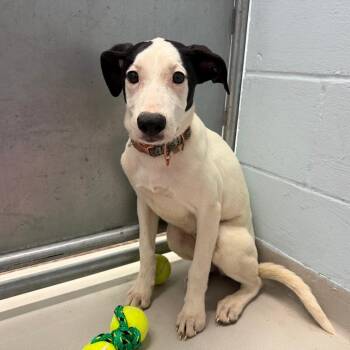 Dita -  Mixed Breed Dog Available for Adoption in Enfield, New Hampshire - Dita | PetCurious