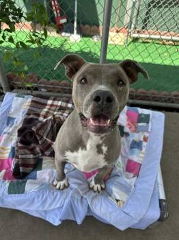 Pit Bull Terrier Dogs Available for Adoption in Chula Vista, California - MIELLE | PetCurious