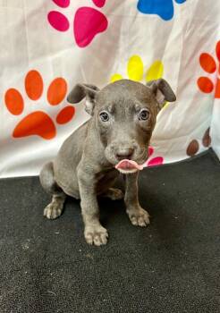 Blue -  Mixed Breed Dog for Adoption in Selma, Alabama - Blue | PetCurious