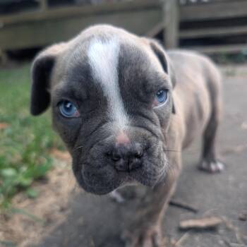 Salem -  American Bulldog Dog for Adoption in Pittsburg, Kansas - Salem | PetCurious