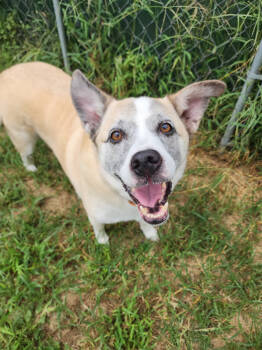 Rescue Mixed Breed Dogs for Adoption in Evansville, Indiana - Pretty Ricky | PetCurious