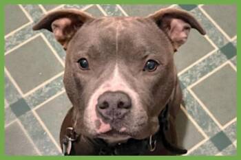 Pit Bull Terrier Dogs Available for Adoption in Amherst, Massachusetts - Jack | PetCurious