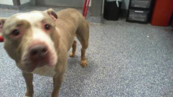 DOUGH -  Pit Bull Terrier Dog for Adoption in Charlotte, North Carolina - DOUGH | PetCurious